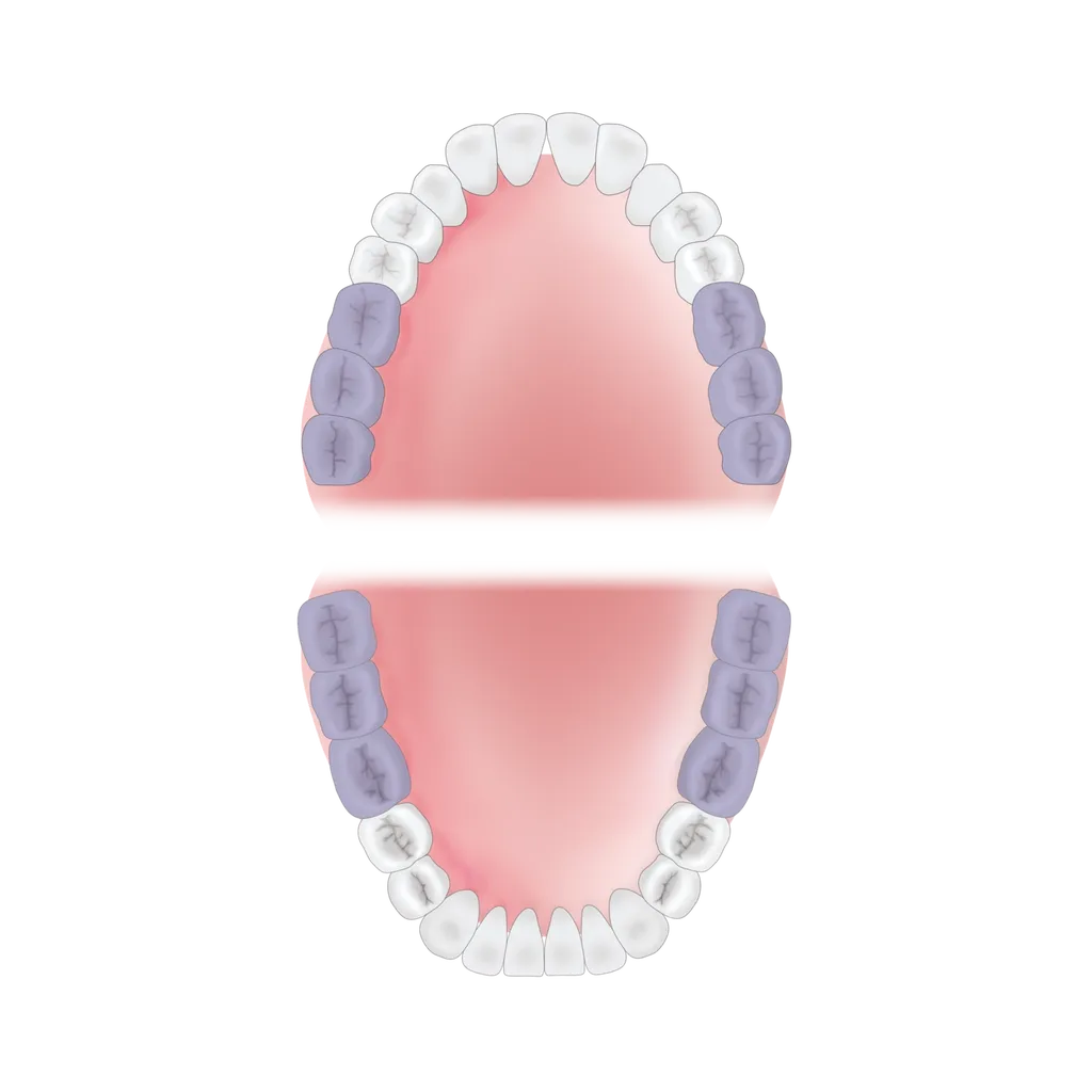 mouth-area-molars-2 Young Innovations
